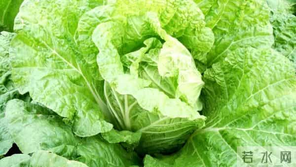 荆州公安县：每年300万斤！它成为村里的富民产业