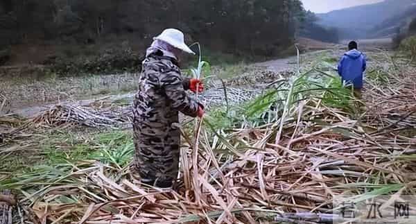 甘蔗一吨才卖500多元,为什么广西还有那么多地方种?5个原因