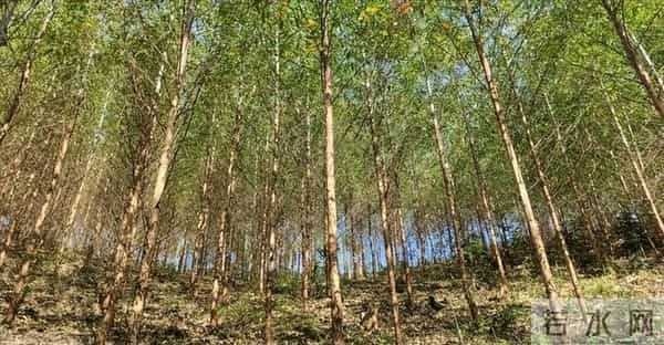 美国日本严禁种植，为何中国还要大量种植？这是什么原因呢？