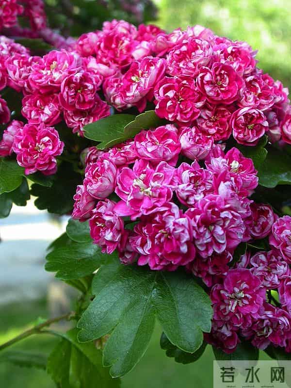 种苹果不挣钱？不妨种点英格兰山楂，8~9年后，一棵能卖10000多