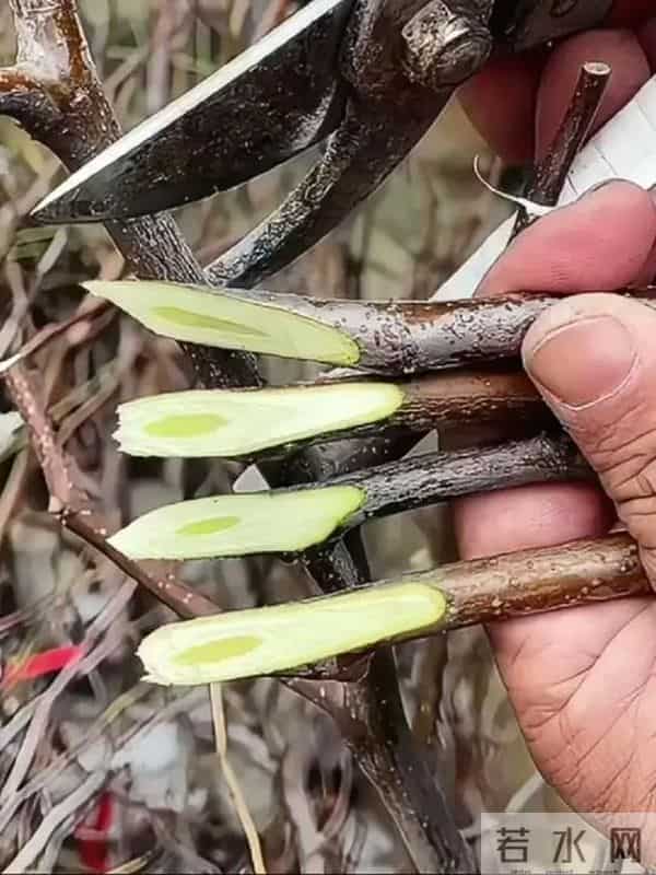 枣树别瞎种！试试嫁接这些树，果子又大又甜，看完我也心动了！