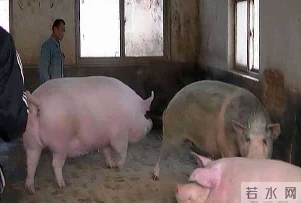 「猪价快报」12月13-15日：南北齐涨！但留给出栏的“黄金窗口”只有这两天！