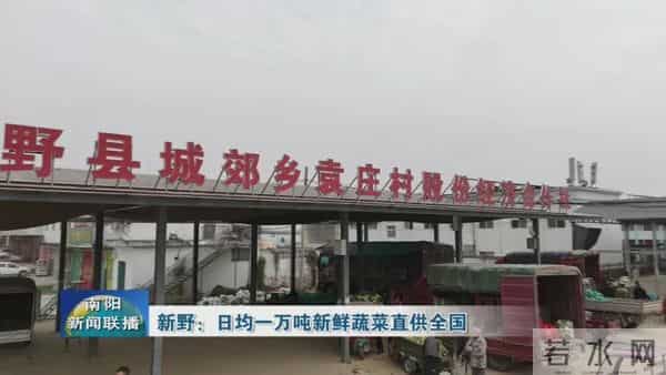 新野：日均一万吨新鲜蔬菜直供全国