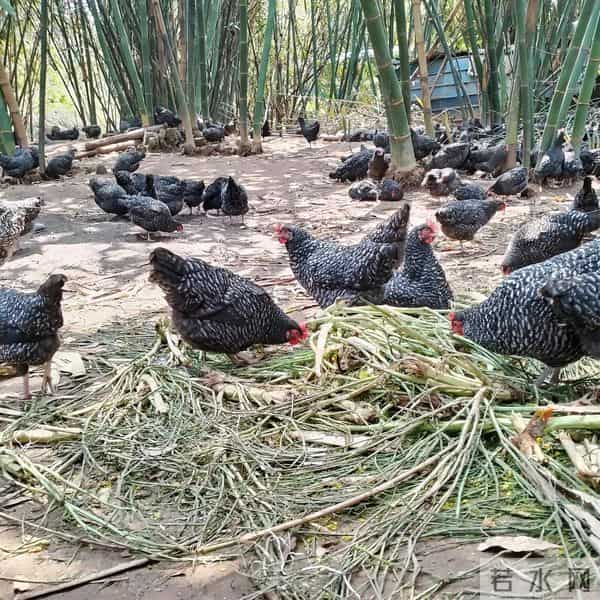 别小看芦花鸡！农村大叔养500只，一年净赚8万，方法全公开