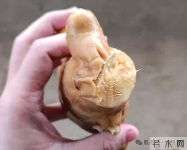 大姜“真实市场价格”5毛钱一斤，真的假的？