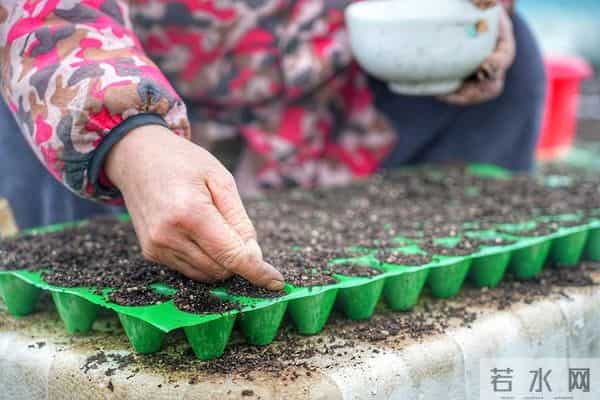 12 月育苗必看！番茄辣椒育苗指南：5步育出壮苗，开春一栽就活