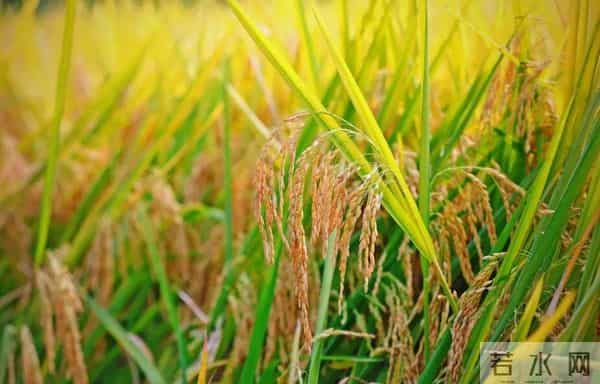 县志里的天水—天水种什么水稻？
