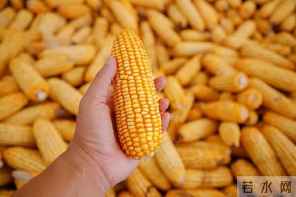 12月14日玉米价格反弹，优质粮溢价凸显，囤货认准它！