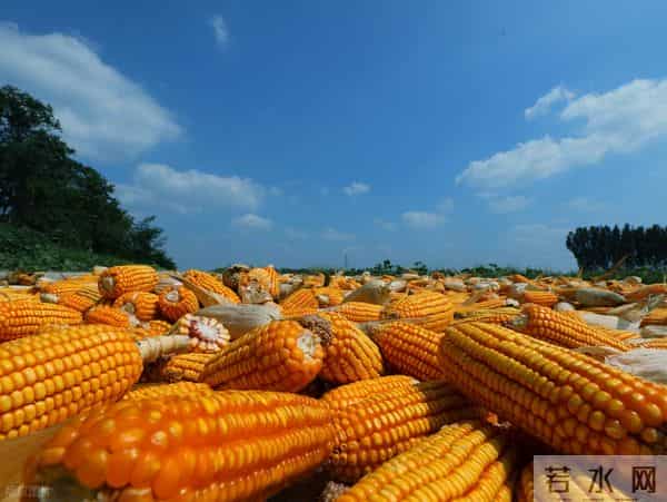 玉米跌惨了？一夜之间集体下跌，市场发生了啥？12月11日玉米报价