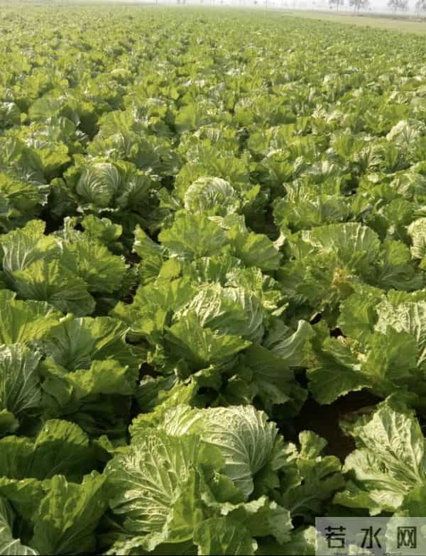 河南浚县超八千亩白菜进入采收期，迎来大丰收，产量可观！