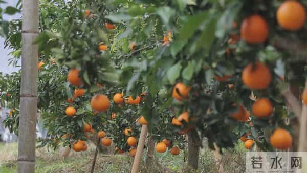 黔江千亩“红美人”迎丰收！