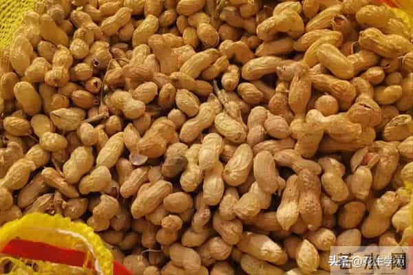 花生价格2025年12月13日山东日照东港、岚山、莒县、五莲花生价格