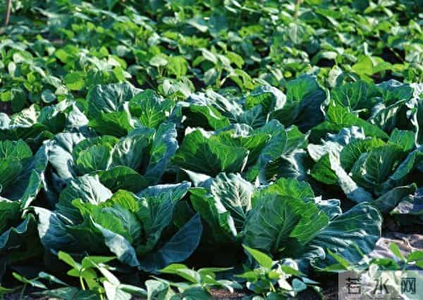 冬天翻地怕白忙活？这2件傻事千万别做，早知早受益