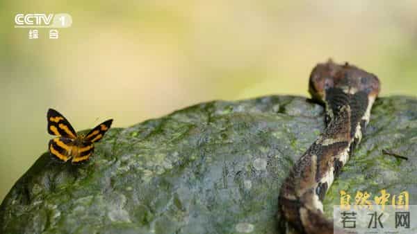 6.5亿亩林地、1万亿产值！林下万物给出的中国答案