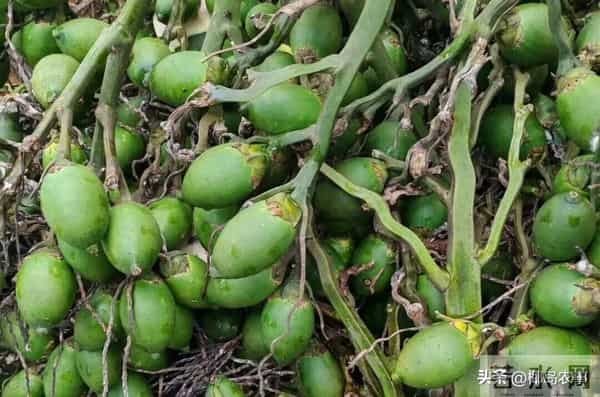 海南今日槟榔收购行情信息参考（2025年12月10日）