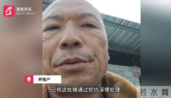 损失惨重!重庆一养殖户3天死390头猪,当地政府:死猪已妥善处置