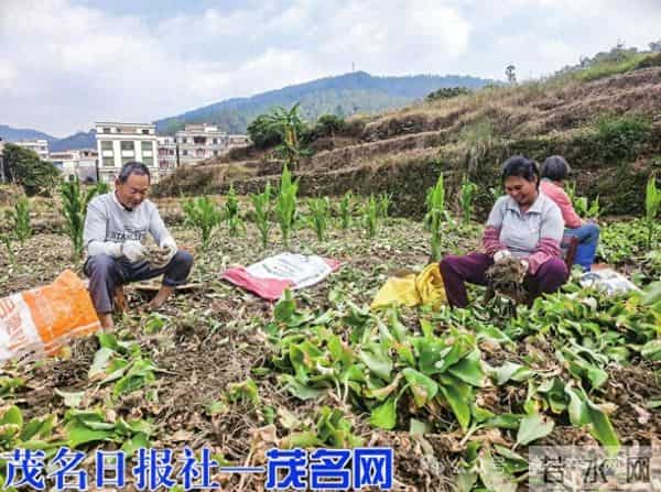 高州这村的沙姜收入将超过10万元,村民荷包涨了!