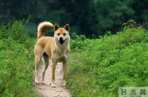 农村除了娶妻难，这8个怪现象越来越明显，村村都有，你村占几个？