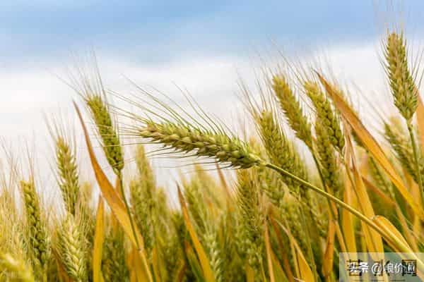 明天12月16日小麦“涨价显露”!但为何小麦“反弹涨价”如此乏力