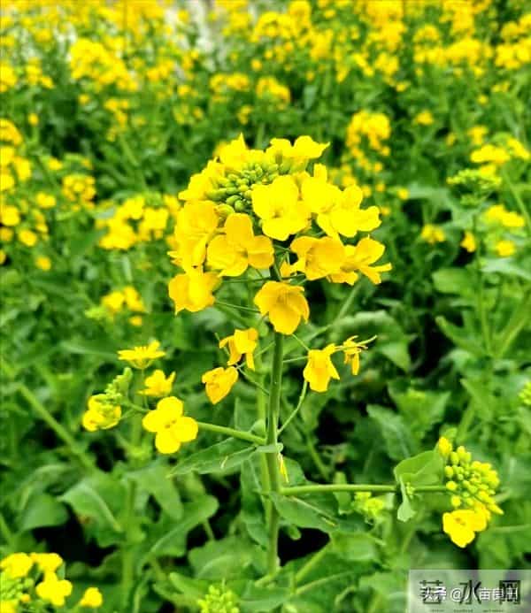 冬前“管”好苗，春来“油”望高——油菜这样过冬，苗壮根强！