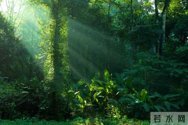 7百万公顷森林去哪了？阿根廷农民泪别电锯，靠美洲豹吃上饭！