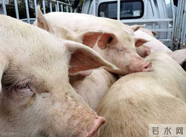 7连涨！年前猪价就看这最后一哆嗦了！