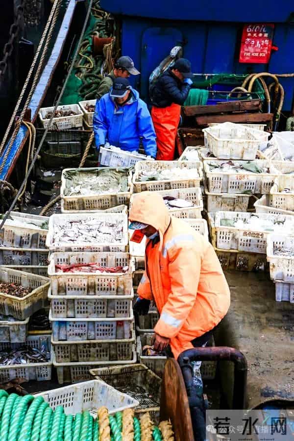 寒潮将至,渔港沸腾!今早,日照这里“鲜”货扎堆!这种鱼按筐买,4元一斤!