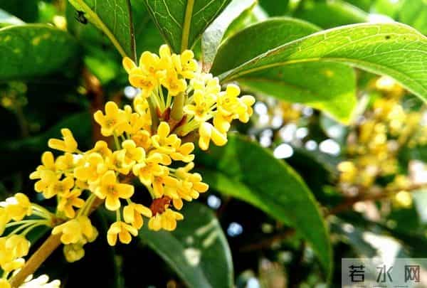 桂花树香变伤心树？专家揭密：门前种桂三大隐患，第2条直接伤财