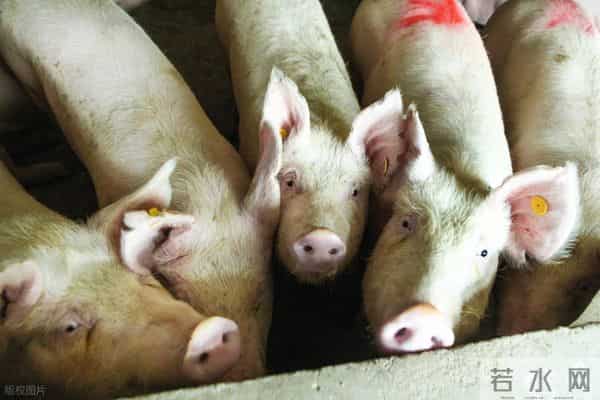 猪价提前熄火！连冬至都撑不到？可见压力不是一般的大！