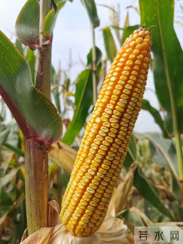 别信！网上热传2025年玉米“十大冠军”，可能是大坑！