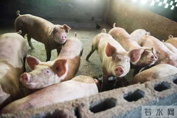 马上5连涨，但猪价却越来越危险了！为啥