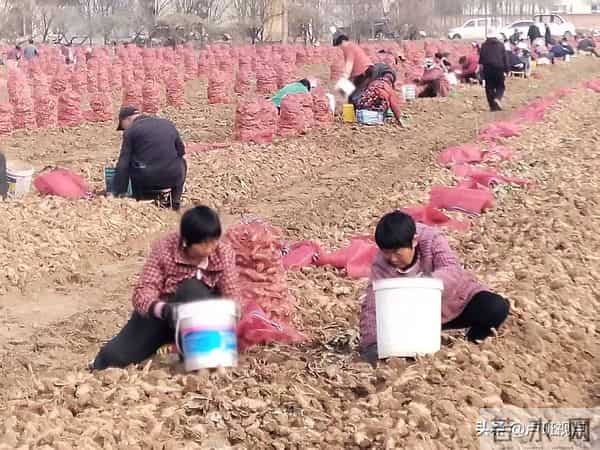 【乡村振兴信息网】孟州人在偃师种的生地“熟”了