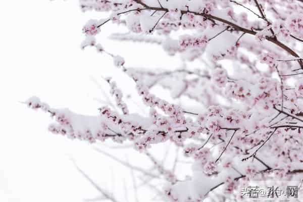 2026年是丙午年,是红马年,还是火马年,有啥说法?