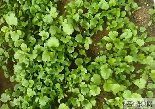 马上冬至了,还能种菜吗?7种耐寒品种清单,抗寒易活有鲜菜