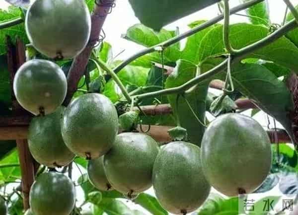 光照不足的庭院，也能收获满枝果实！五种耐阴果树推荐