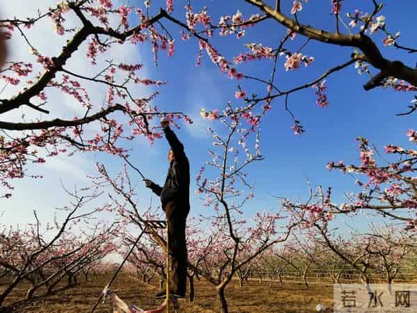 2025年末桃农种植与市场行情观察