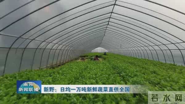 新野：日均一万吨新鲜蔬菜直供全国