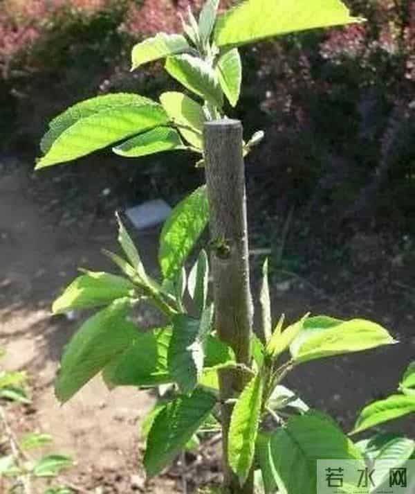 樱桃树修剪五不宜！