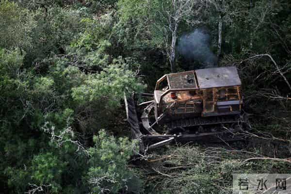 7百万公顷森林去哪了？阿根廷农民泪别电锯，靠美洲豹吃上饭！
