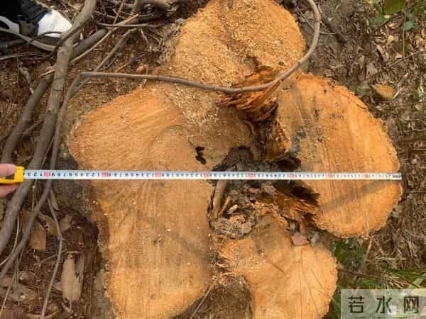 事发延平！我家祖坟的百年古树被砍了，对方耍赖不赔偿