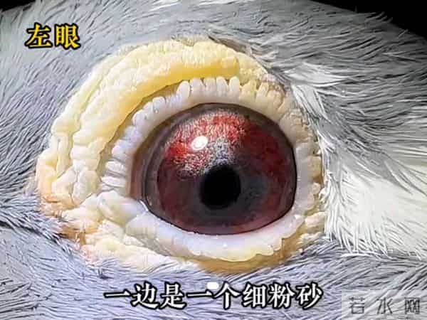 探访华锋鸽舍传奇配对~作育 双子代问鼎开尔冠军