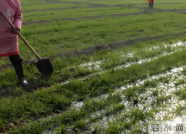 晚播小麦要注意，两种“错误”方法不可取，晚播麦田需延后管理！