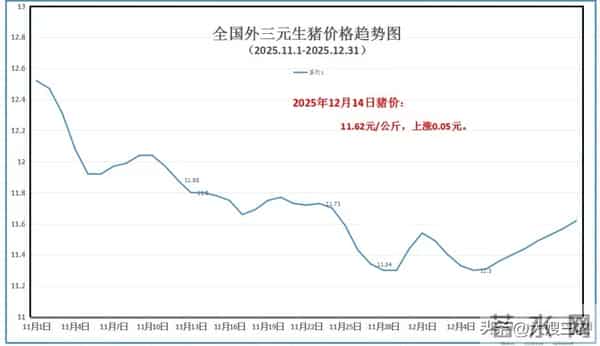 继续反弹！12月14日 生猪价格大范围上涨，猪价迎来“七连涨”！
