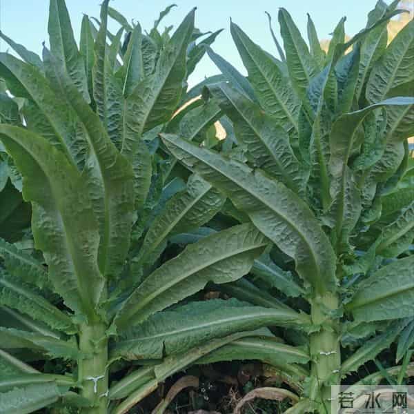 老话“冬害一层皮，春少一茬利”，莴笋越冬5件事 一件比一件关键