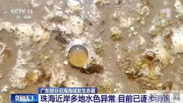 不要碰!广东这些地方已出现