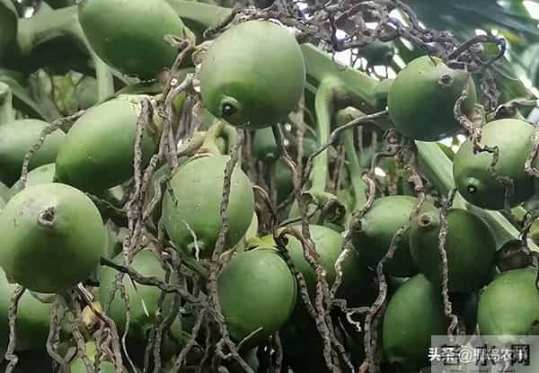 海南槟榔收购价格行情参考（2025年12月11日）