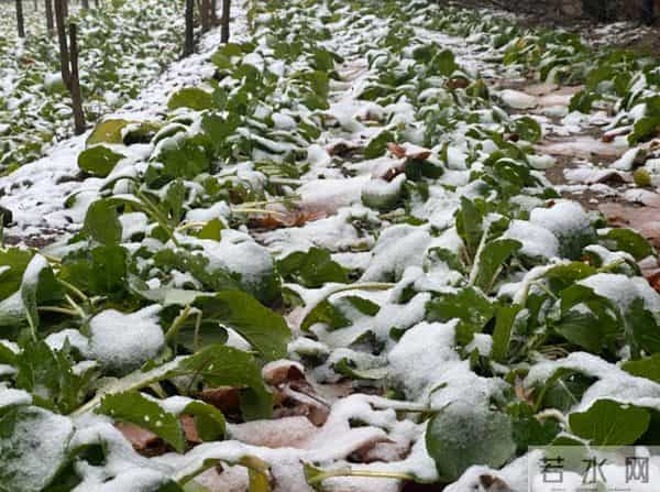 今年三九天，"十年不遇"，今年冬天到底会不会冷？