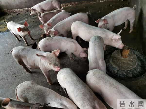 猪价提前熄火！连冬至都撑不到？可见压力不是一般的大！