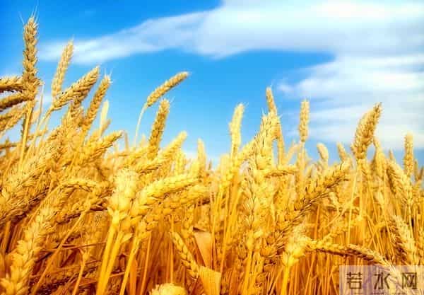 垄断中国90%粮食种子市场！美国若发动粮食战争，我们还有饭吃吗