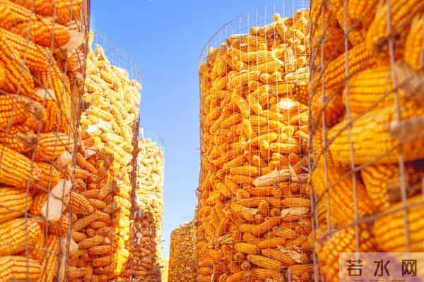 12月14日玉米价格反弹，优质粮溢价凸显，囤货认准它！